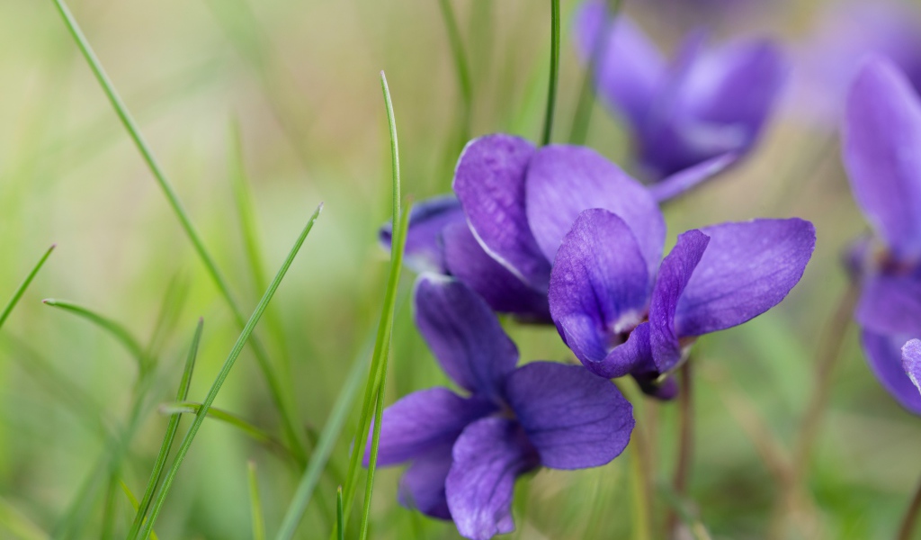 Ароматные фиолетовые цветы фиалки крупным планом