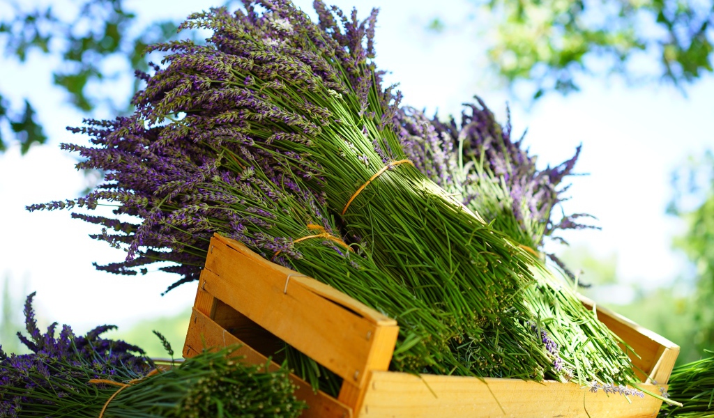 Свежие цветы лаванды в деревянном ящике