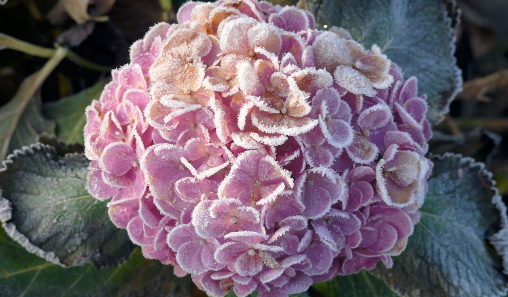 Покрытая инеем гортензия с зелеными листьями