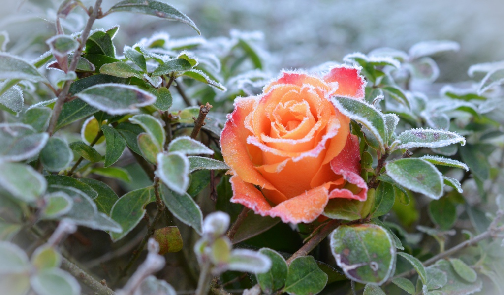 Покрытая инеем оранжевая роза с зелеными листьями