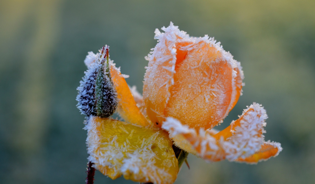 Покрытая инеем желтая роза с бутоном 