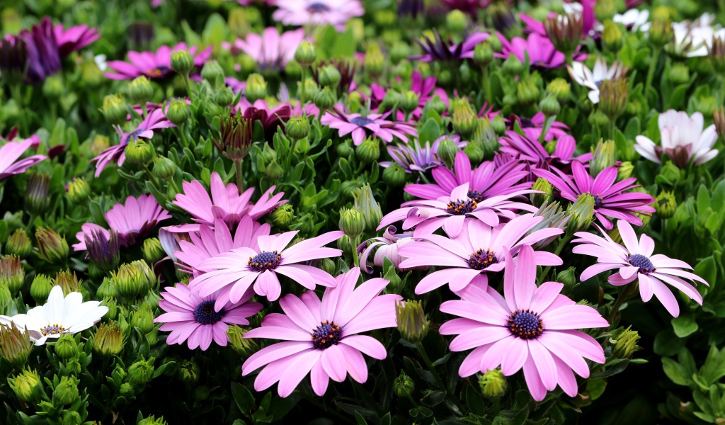 Садовые цветы Остеоспермум с бутонами