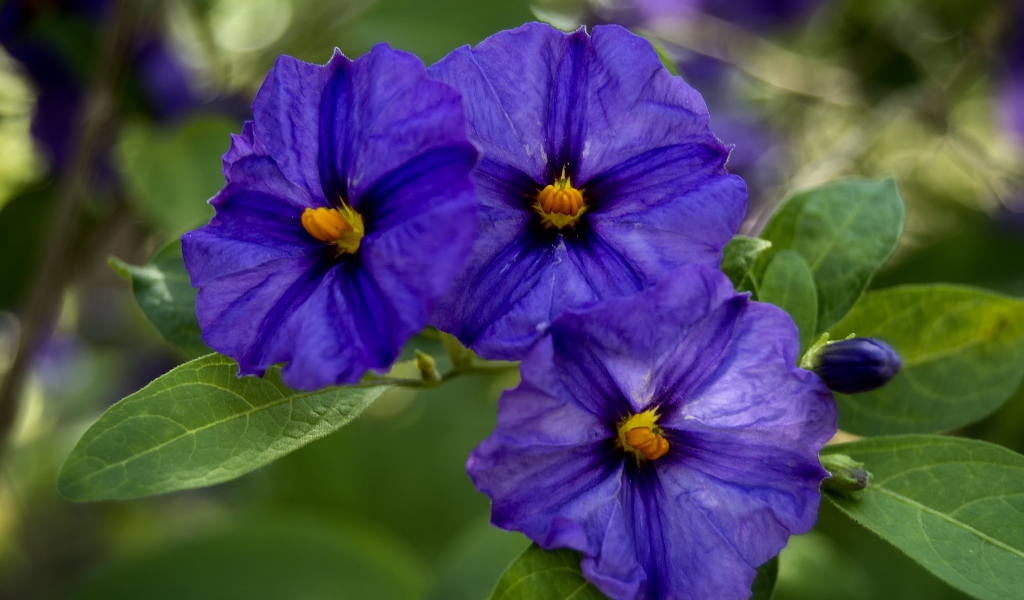 Куст цветов горечавки крупным планом