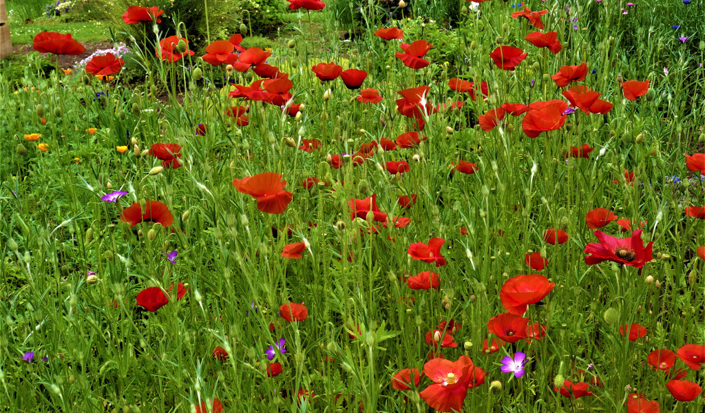 Поляна с красными маками в зеленой траве