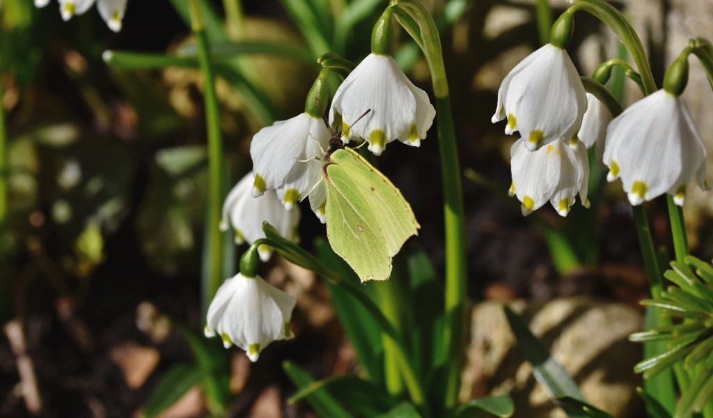 Зеленая бабочка сидит на белых подснежниках 