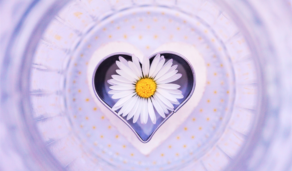 Сердце с белой ромашкой на тарелке 