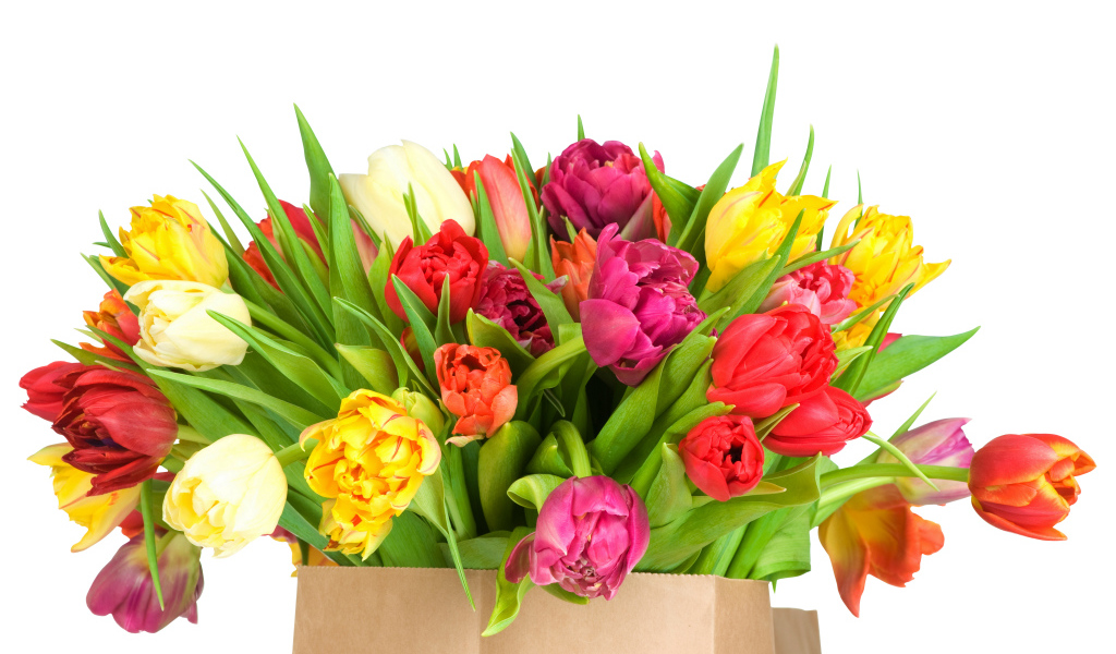 Огромный букет тюльпанов на белом фоне