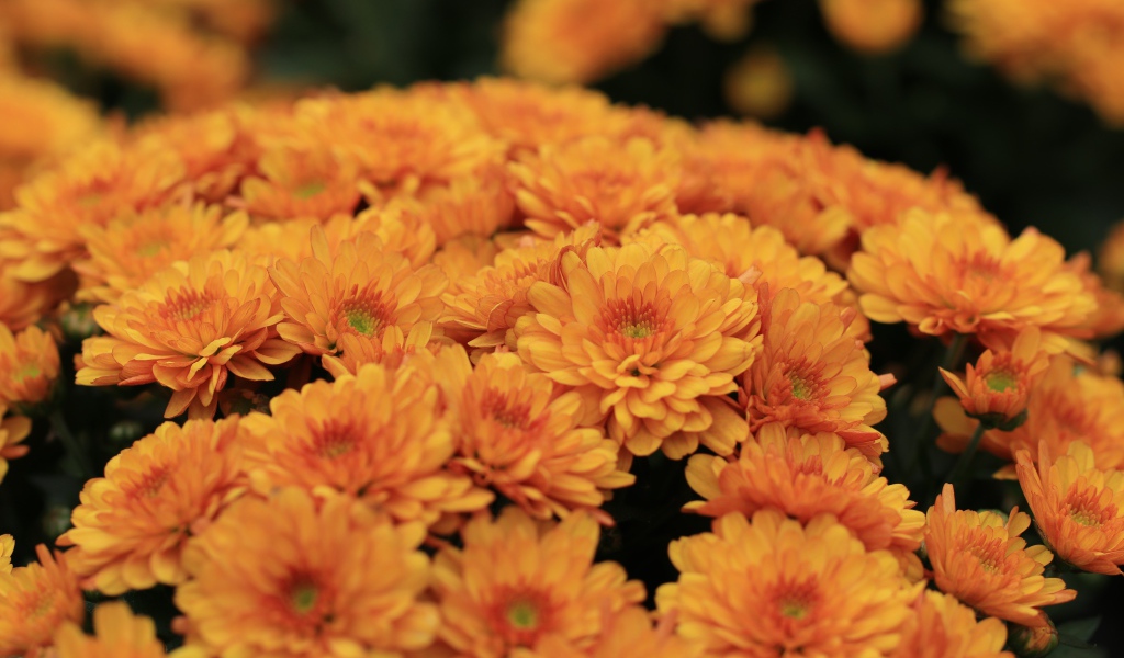 Большой букет оранжевых хризантем крупным планом 