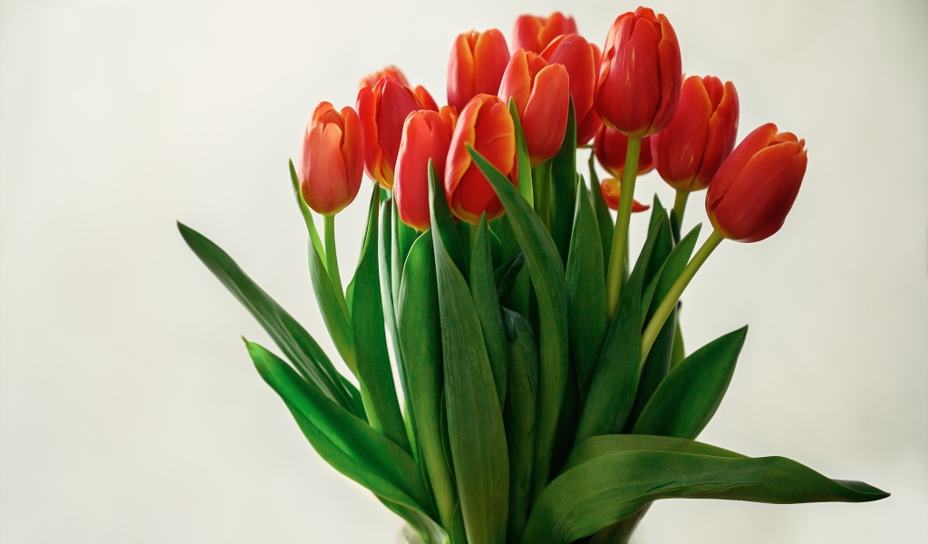 Большой букет красных тюльпанов в вазе на белом фоне