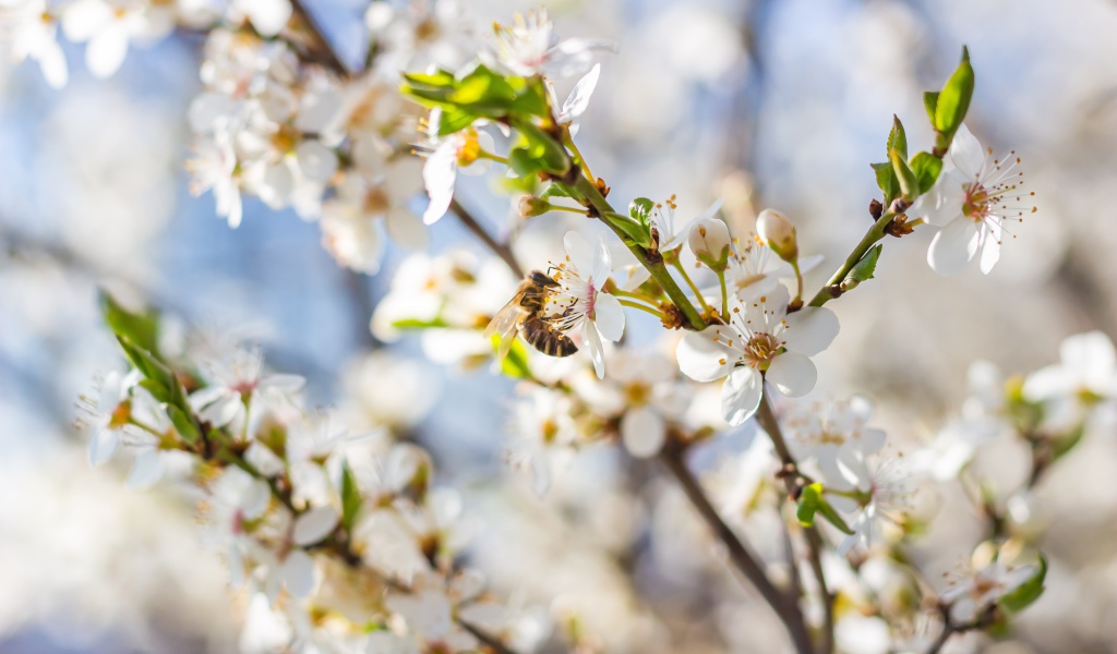 Большая вишневая ветка с белыми цветами