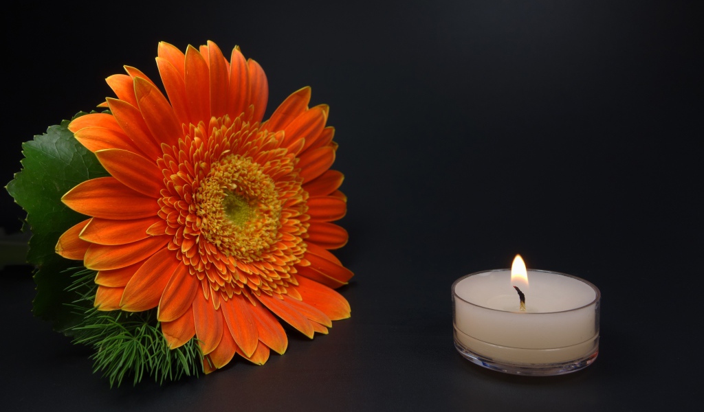 Большой оранжевый цветок герберы с зажженной свечой