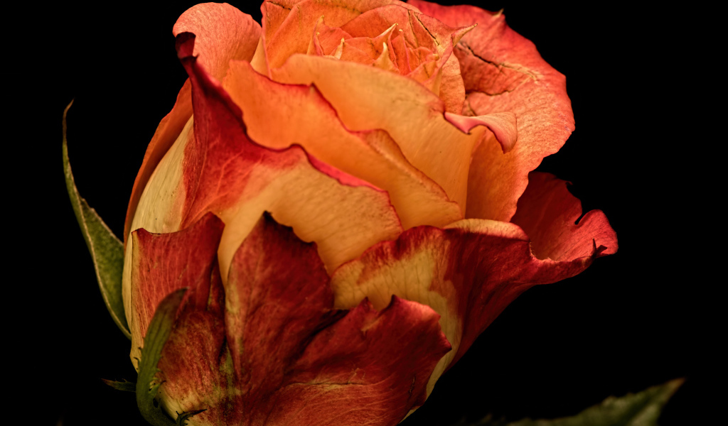 Большая оранжевая роза на черном фоне 
