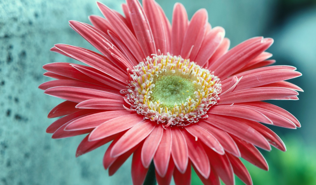 Большой розовый цветок герберы крупным планом 