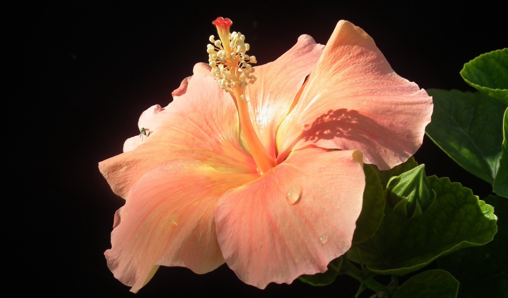 Большой розовый гибискус с бутонами на черном фоне