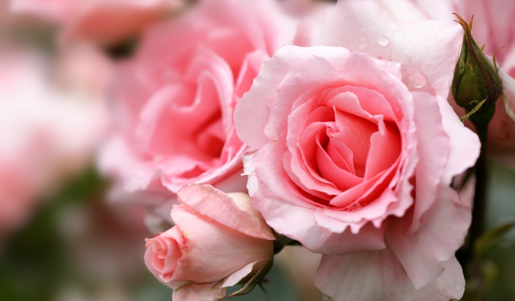 Крупная розовая роза с бутонами на клумбе