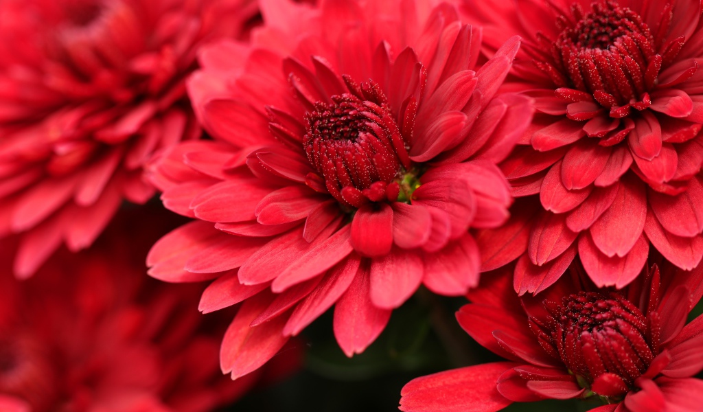Крупные алые хризантемы на клумбе
