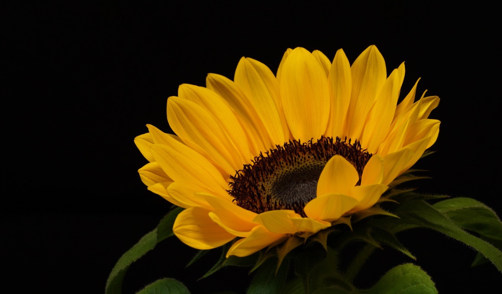 Большой подсолнух с желтыми лепестками на черном фоне