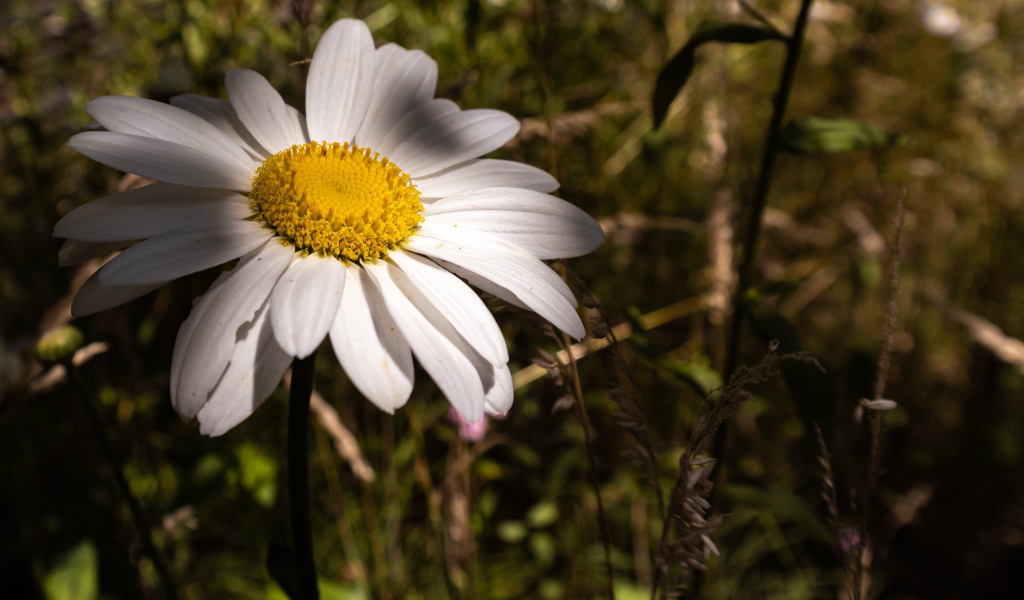 Крупный белый цветок ромашки