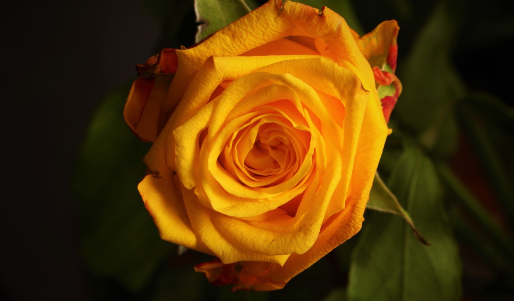 Крупная желтая роза  вблизи 