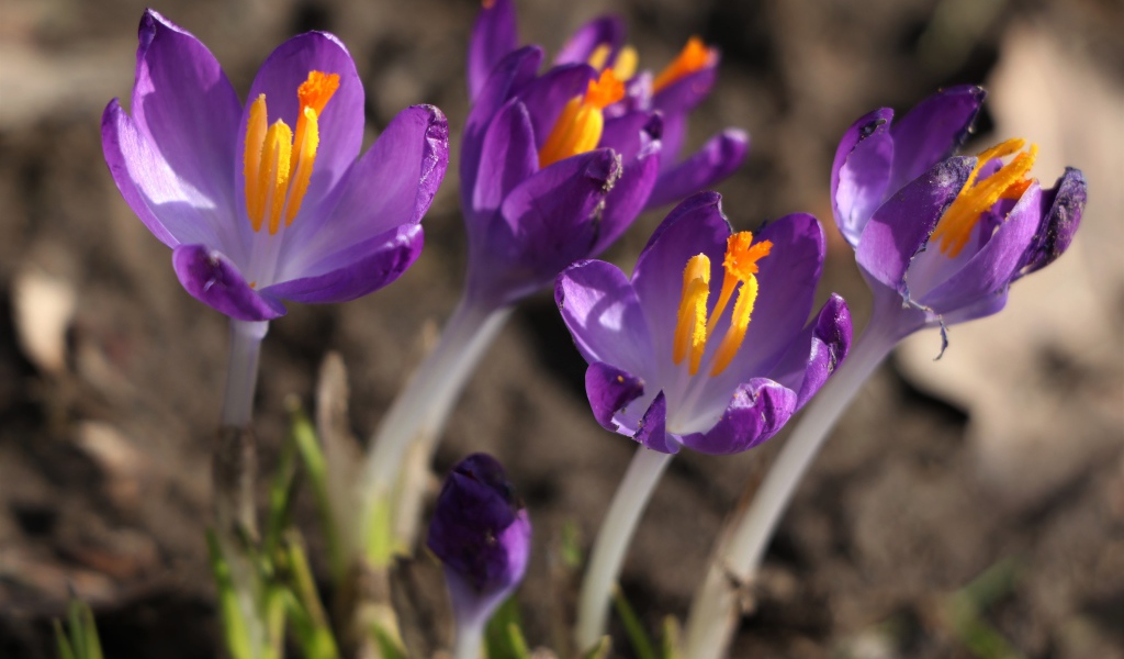 Сиреневые цветы крокуса с желтой серединкой крупным планом