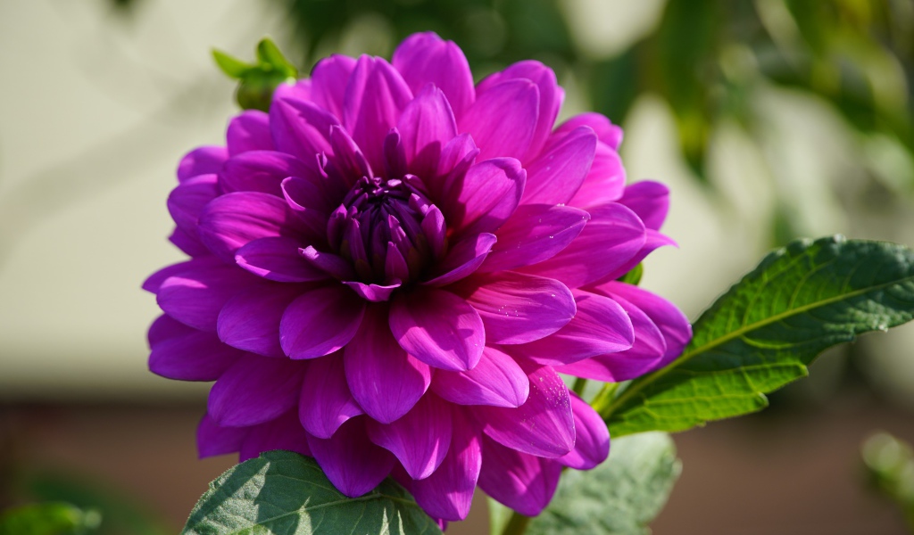 Сиреневый цветок георгина крупным планом