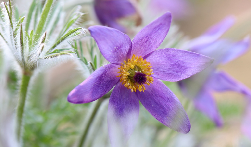 Сиреневый цветок прострел крупным планом 