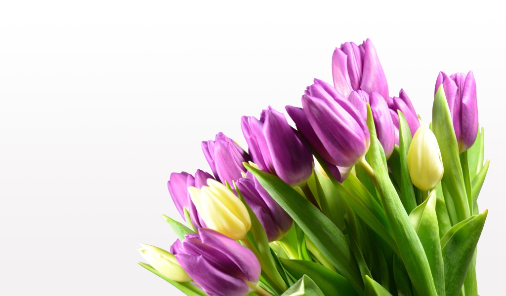 Сиреневые тюльпаны на белом фоне