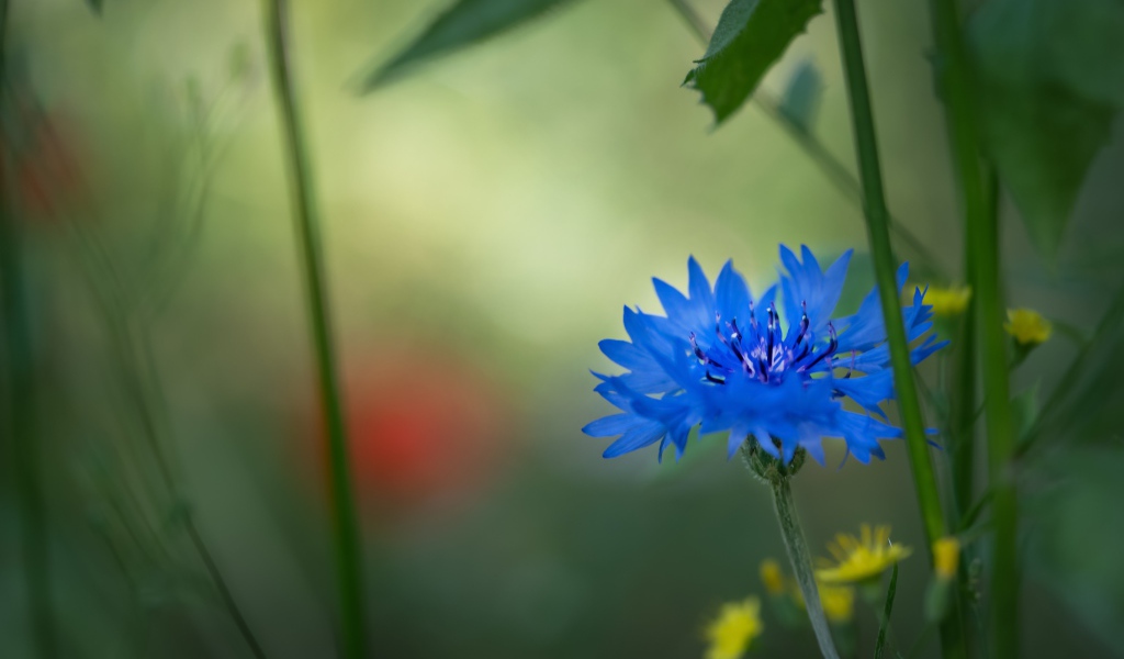 Маленький синий василек в траве 
