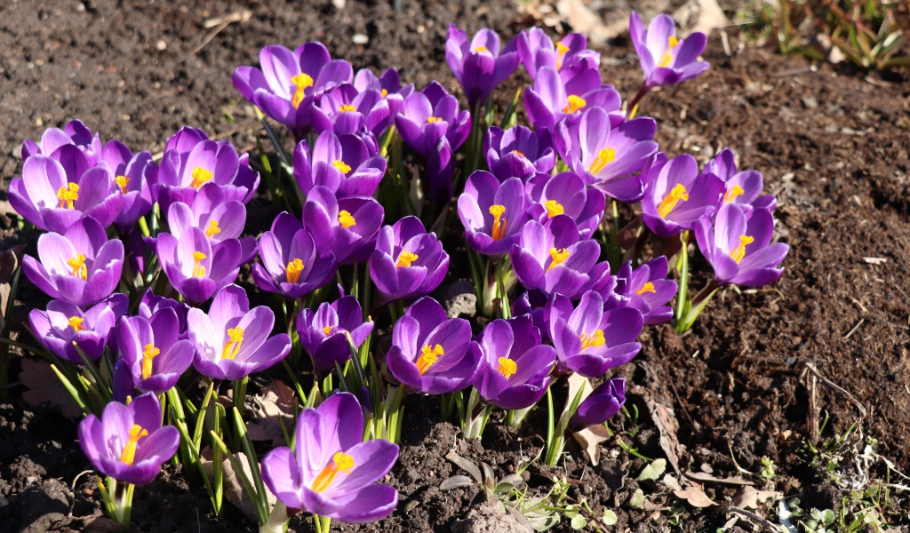 Маленькие фиолетовые крокусы на земле весной