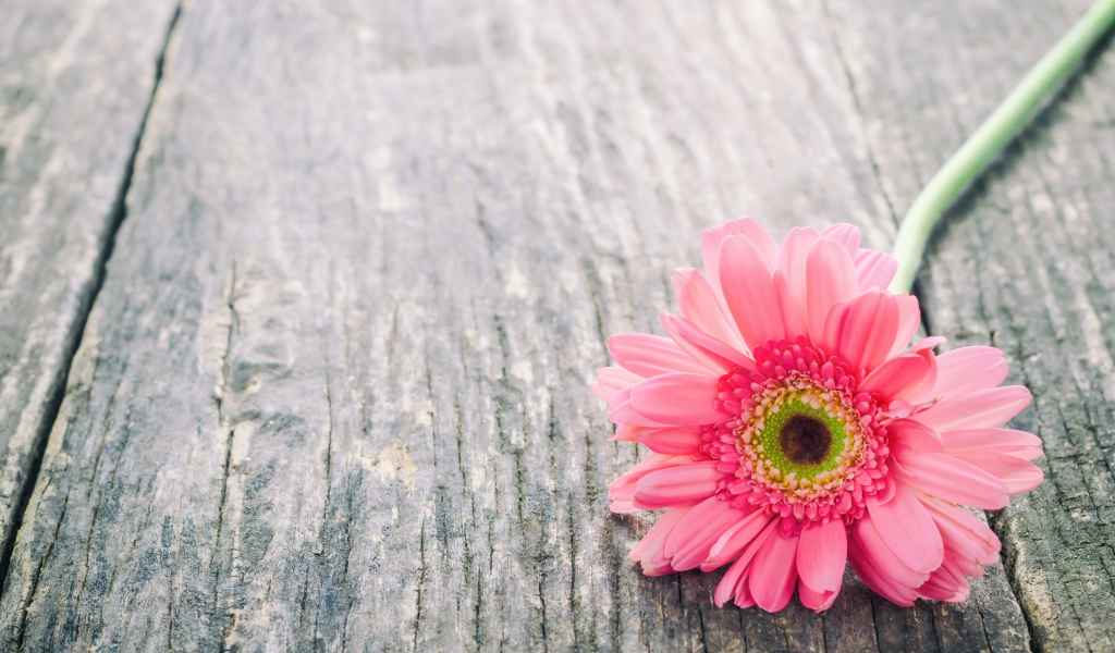 Одинокий цветок розовой герберы на сером столе