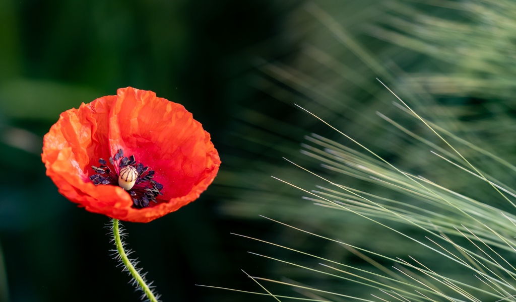 Одинокий красный мак на поле с пшеницей 