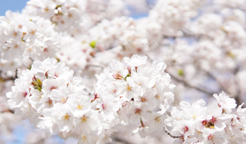 Пышные белые цветы вишни на ветке