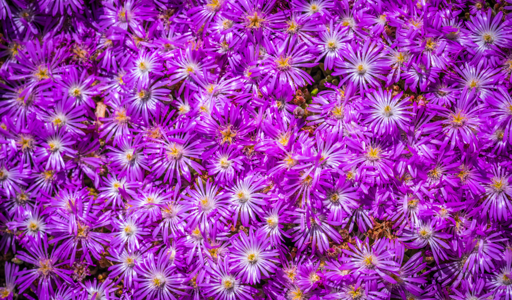 Много красивых цветов сентябринки крупным планом