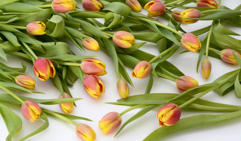 Много оранжевых тюльпанов с зелеными листьями на белом фоне