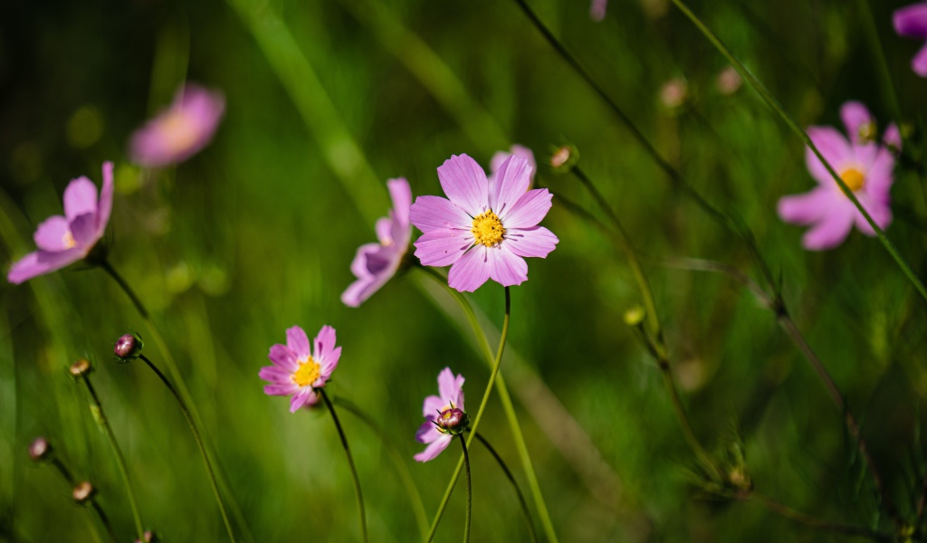 Много розовых цветов космеи на поле 