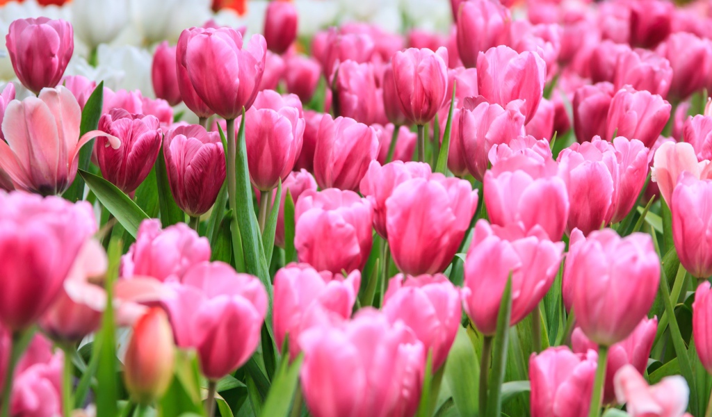 Много розовых весенних тюльпанов на клумбе