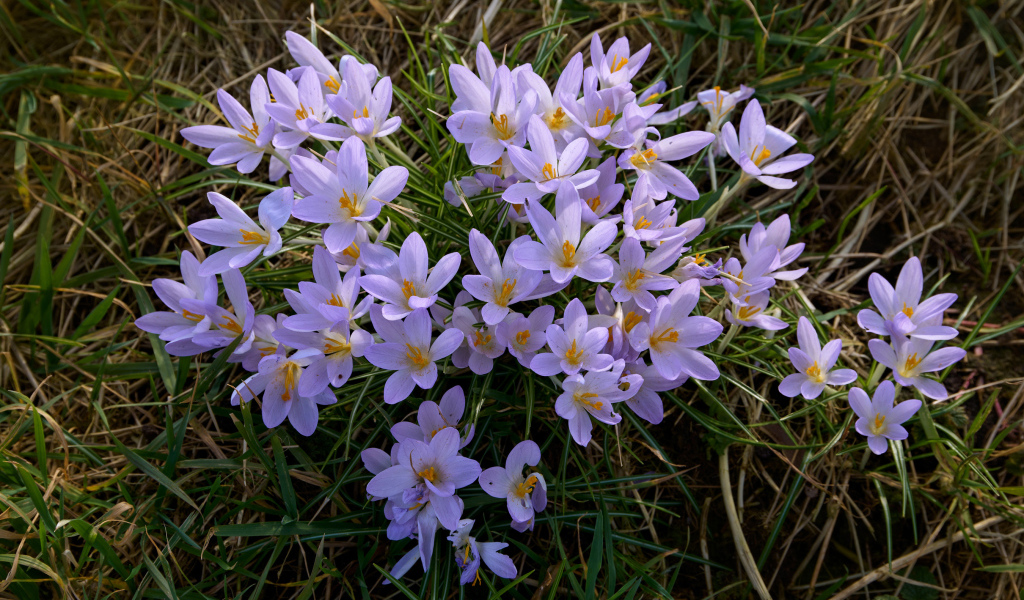 Много маленьких сиреневых крокусов на зеленой траве 