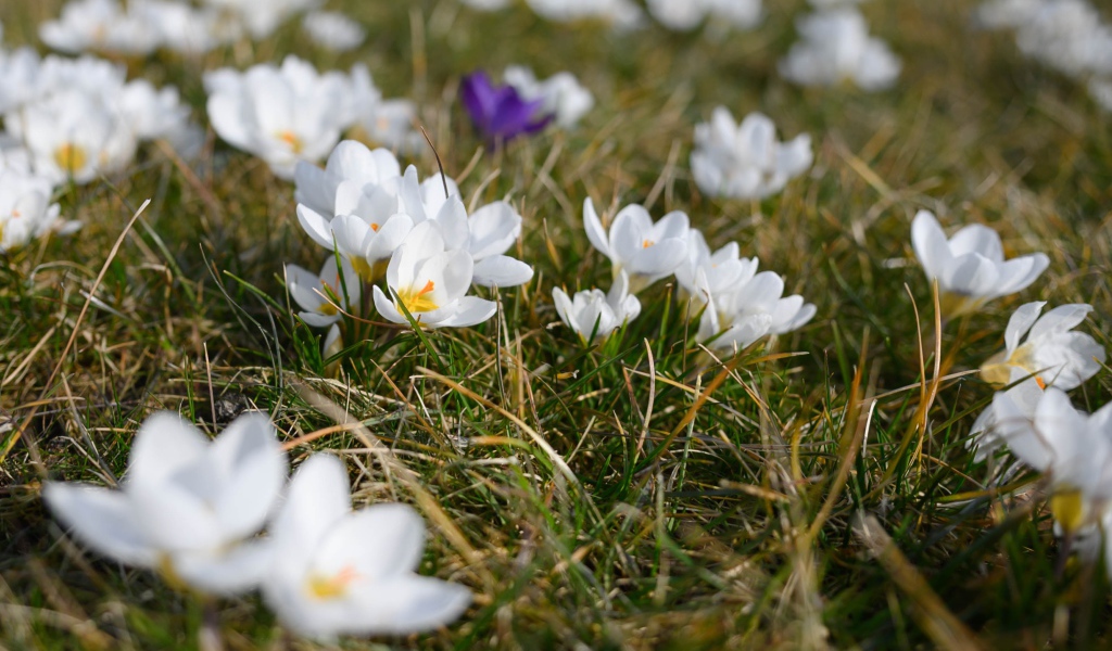 Много маленьких белых цветов крокуса в зеленой траве 
