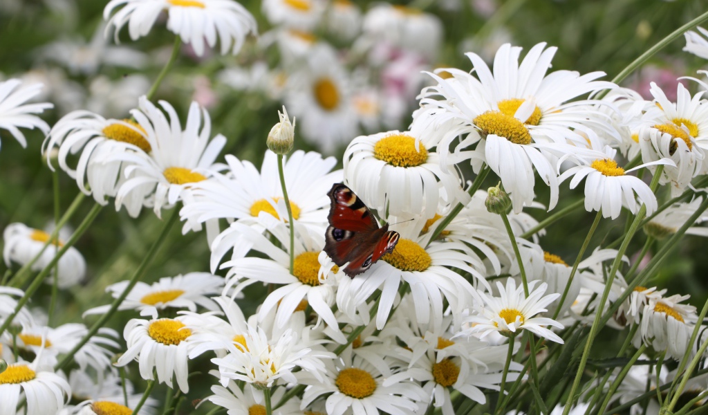 Много летних белых ромашек на поле с бабочкой