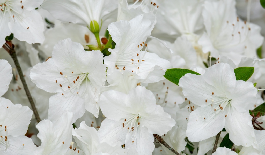 Много белых цветов азалии крупным планом