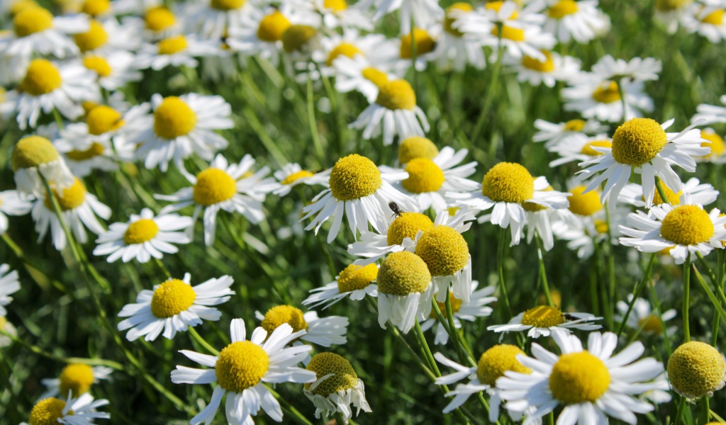 Много белых полевых ромашек с желтой серединкой