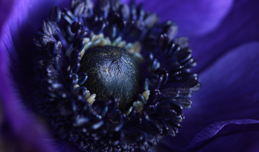 Середина синего цветка анемоны