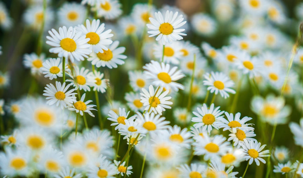 Миниатюрные белые ромашки на поле