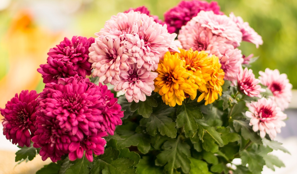 Разноцветные хризантемы крупным планом