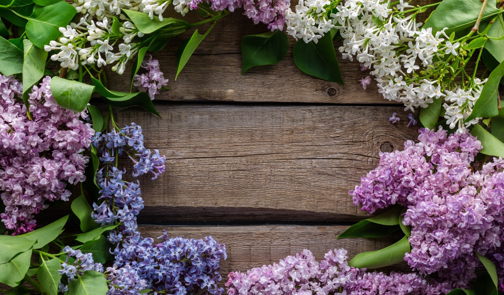 Разноцветная сирень на деревянном фоне 