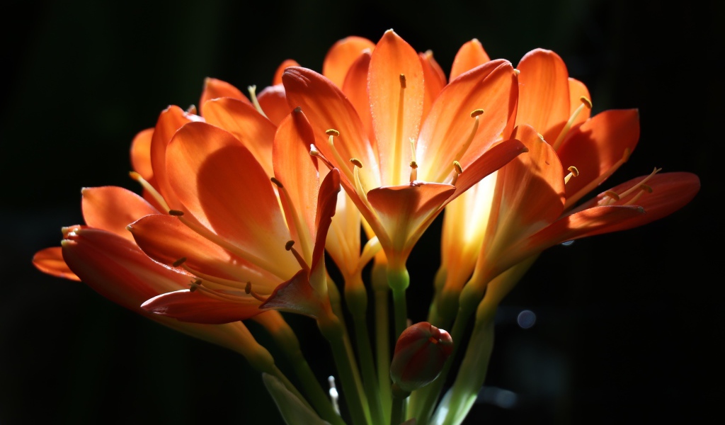 Оранжевые цветы амариллиса на ветке