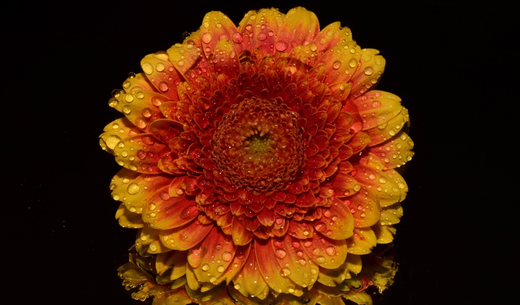 Оранжевый цветок хризантемы в каплях росы на черном фоне