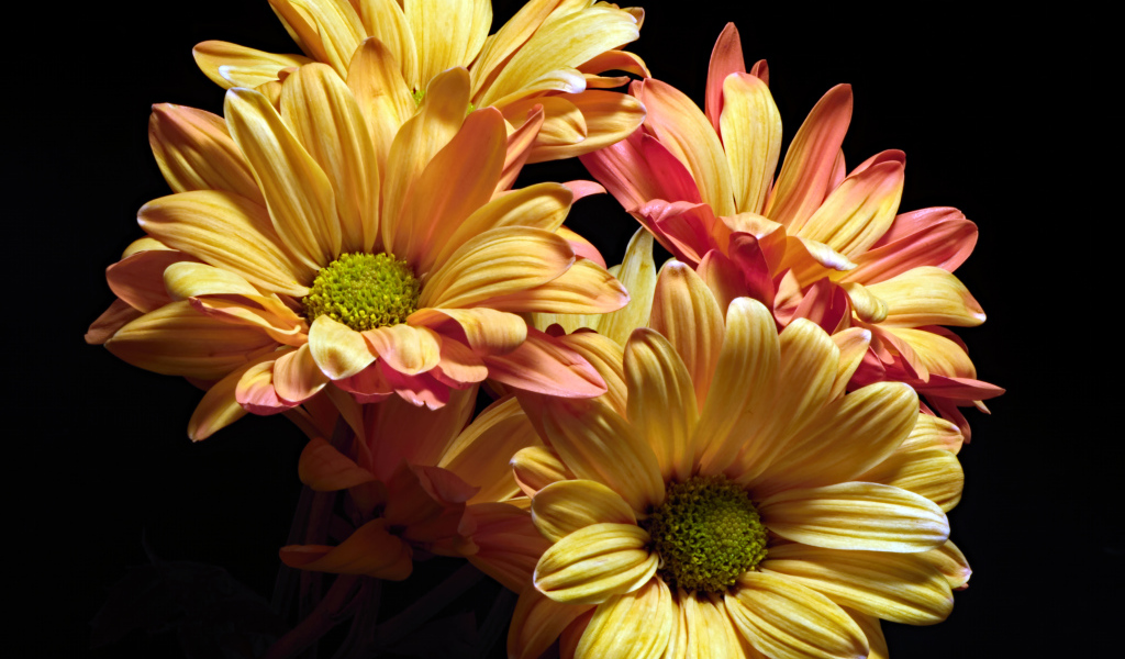 Оранжевые цветы хризантемы на черном фоне