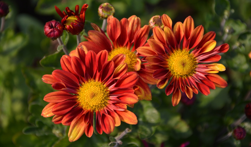 Оранжевые цветы хризантемы с бутонами на клумбе