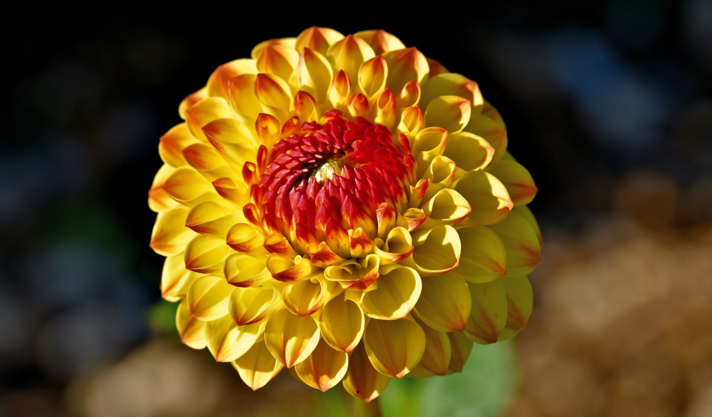 Оранжевый цветок  георгина крупным планом